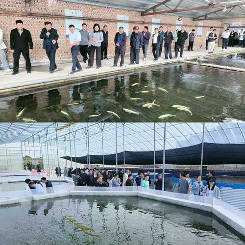 如何聯系到黔南州的龍魚養殖基地（如何聯系到黔南州的龍魚養殖基地？）