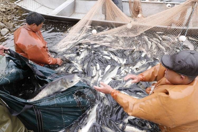 如何聯系到黔南州的龍魚養殖基地（如何聯系到黔南州的龍魚養殖基地？）