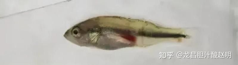 龍魚豎著身子多久會死亡（龍魚豎著身子多久會死亡養(yǎng)魚人一定要注意這個問題）
