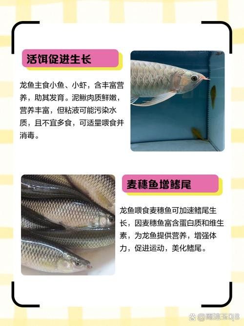 龍魚應該吃什么食物（龍魚吃什么咪朵龍魚苗吃什么長得快老農談三農談三農）