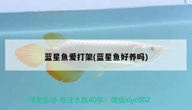 藍星魚愛打架(藍星魚好養嗎)（藍星魚愛打架）