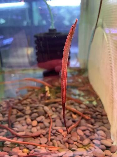 哪里可以找到高清的海龍魚圖片（如何獲取高清海龍魚圖片）
