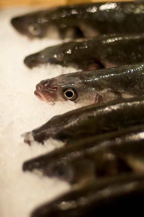 哪里可以找到高清的海龍魚圖片（如何獲取高清海龍魚圖片）