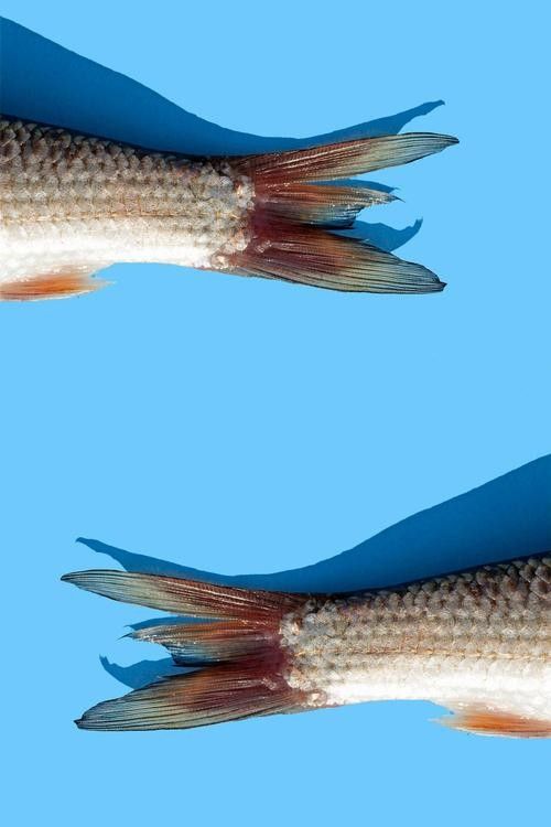 哪里可以找到高清的海龍魚圖片（如何獲取高清海龍魚圖片）