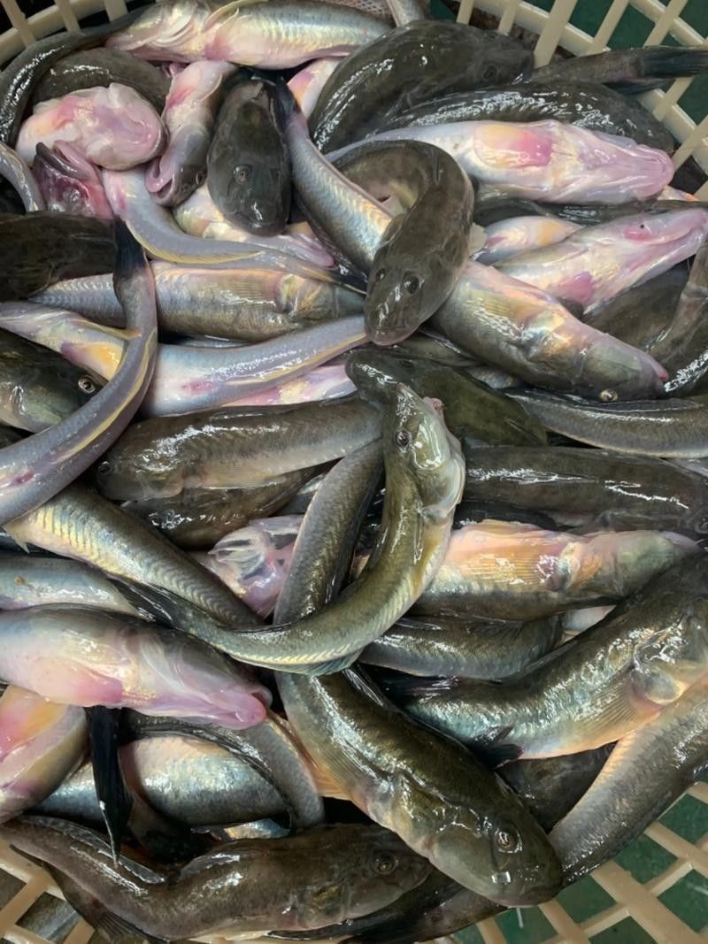 哪里可以找到高清的海龍魚圖片（如何獲取高清海龍魚圖片）