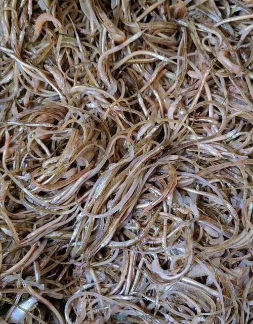 哪里可以找到高清的海龍魚圖片（如何獲取高清海龍魚圖片）
