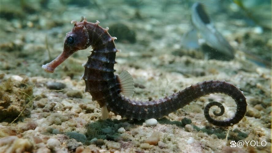 哪里可以找到高清的海龍魚圖片（如何獲取高清海龍魚圖片）