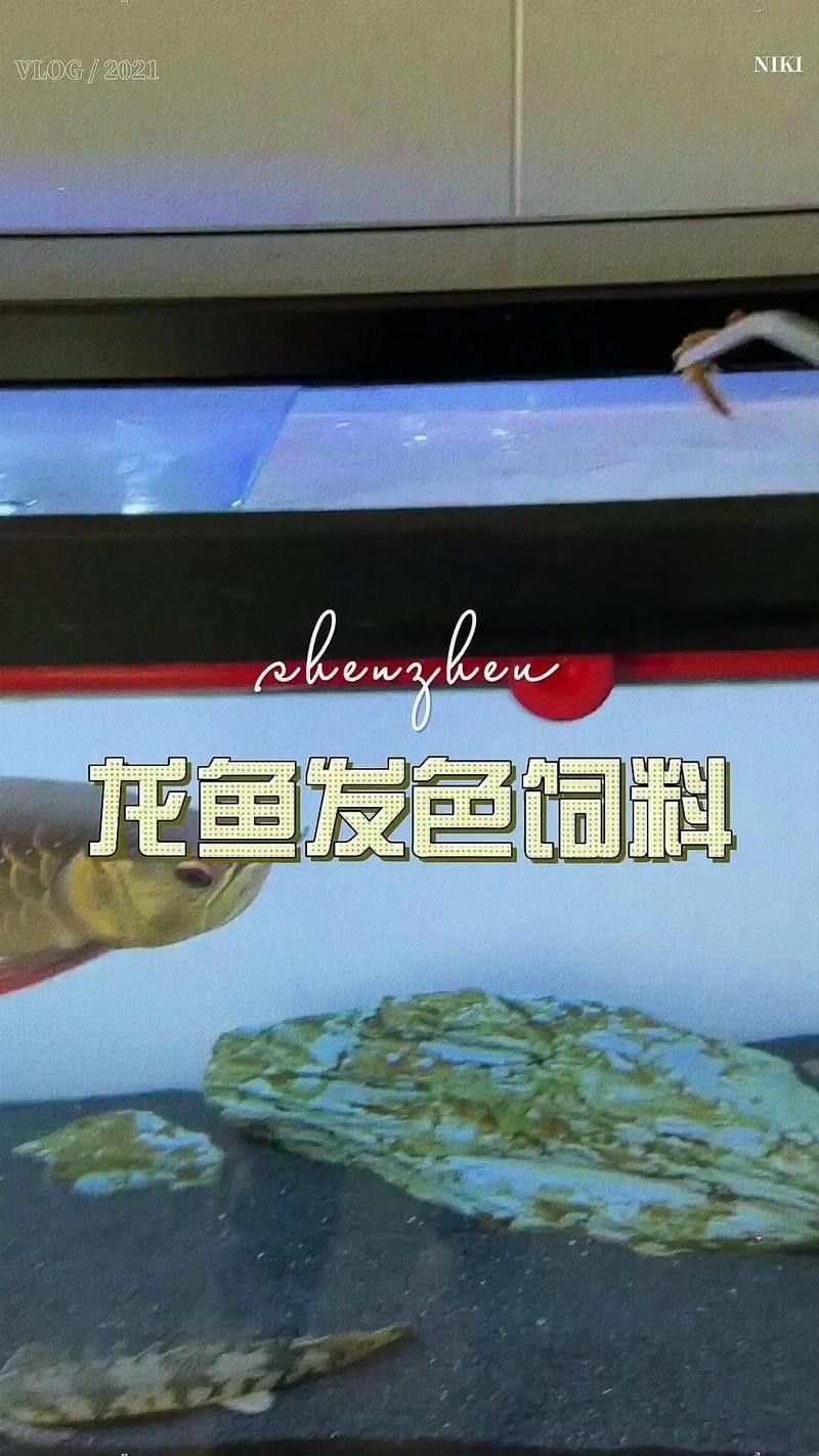 綠皮紅龍發(fā)色需要哪些飼料？（yuki紅龍魚飼料品牌排行榜yuki紅龍魚飼料品牌排行榜）