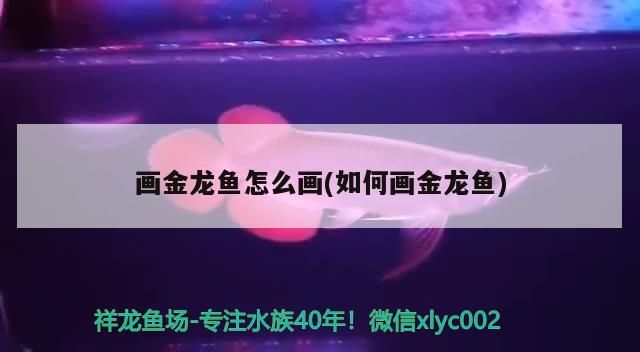 虎紋恐龍魚的壽命是多長時間(虎斑恐龍魚的壽命)（畫金龍魚怎么畫）
