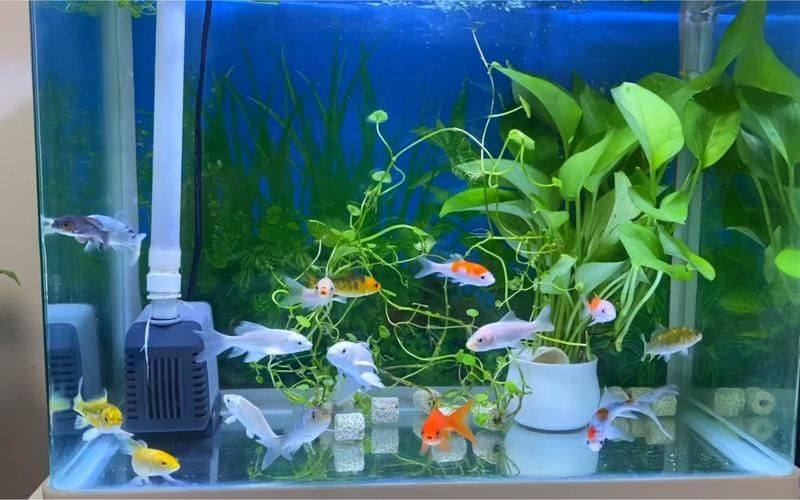 混養(yǎng)魚的最佳搭配有哪些（混養(yǎng)觀賞魚最佳搭配）