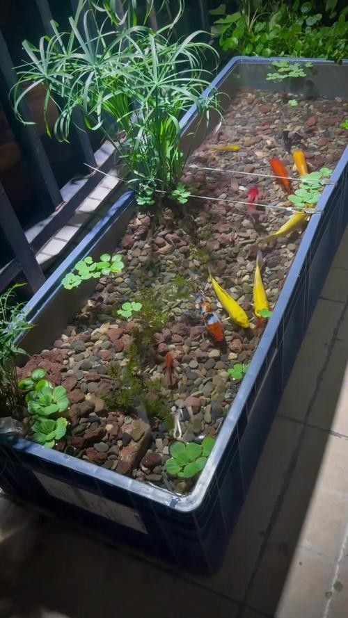 混養(yǎng)魚的最佳搭配有哪些（混養(yǎng)觀賞魚最佳搭配）
