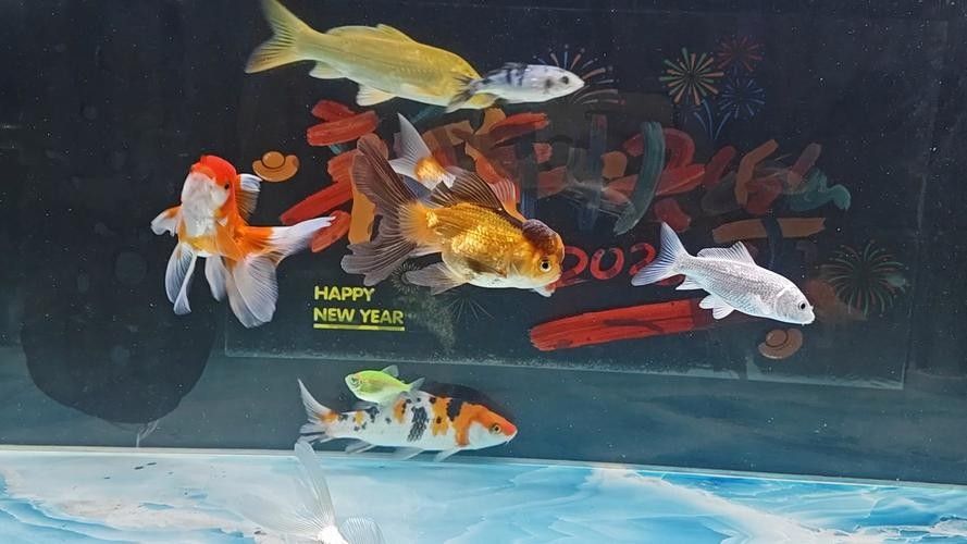 混養(yǎng)魚的最佳搭配有哪些（混養(yǎng)觀賞魚最佳搭配）