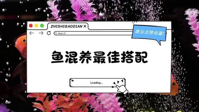 混養(yǎng)魚的最佳搭配有哪些（混養(yǎng)觀賞魚最佳搭配）