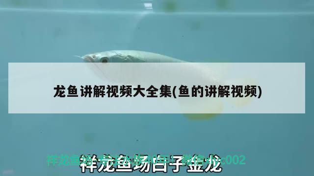 龍魚講解視頻大全集(魚的講解視頻)（金龍魚養殖方法視頻大全集，金龍魚養殖方法視頻教程）