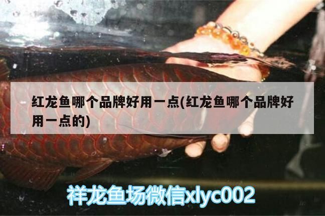 紅龍魚哪個品牌好用一點(紅龍魚哪個品牌好用一點的)（紅龍魚哪個品牌好用一點）