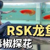 RSK漁場(chǎng)毒椒系列有哪些特點(diǎn)（k牌系列rsk漁場(chǎng)毒椒系列適合哪些玩家來(lái)了解下）