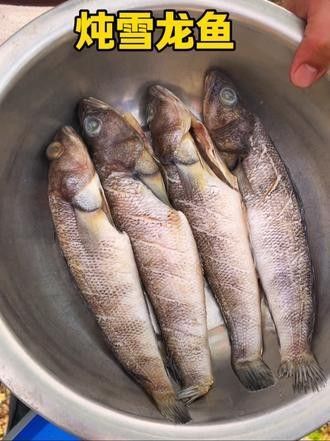 有無紅燒雪龍魚的視頻教程（簡化版紅燒雪龍魚視頻教程，紅燒雪龍魚的做法百度經驗）