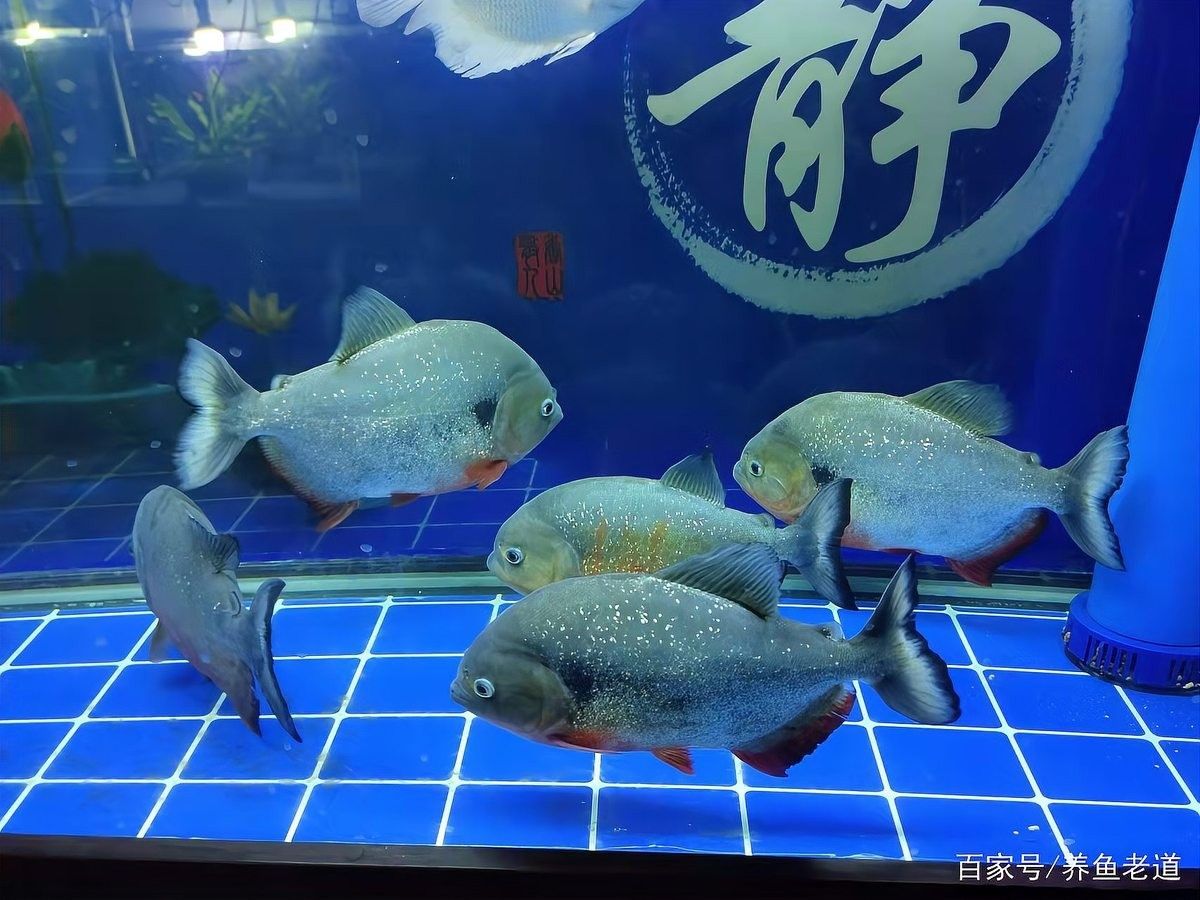 古典金龍七鰭受傷會(huì)自愈嗎？（古典金龍七鰭受傷后能否自愈）