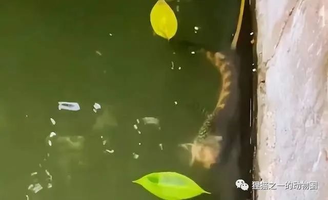 雷龍魚(yú)打架會(huì)致死嗎？（雷龍魚(yú)之間的爭(zhēng)斗可能涉及多種因素）