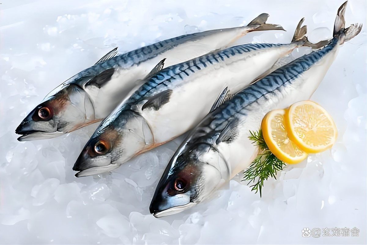 金龍魚和黑魚哪個更耐低溫？（金龍魚和黑魚哪個更耐高溫？）