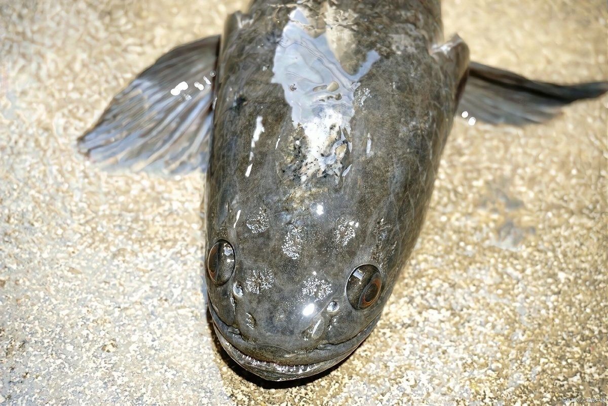 金龍魚和黑魚哪個更耐低溫？（金龍魚和黑魚哪個更耐高溫？）