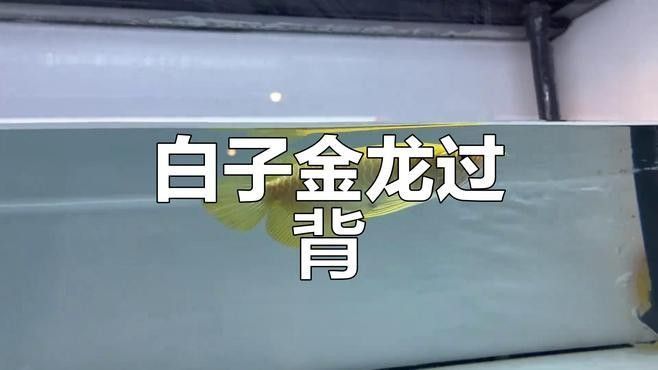 白金過背龍魚的市場價格是多少（過背龍魚，又稱“金龍”是一種在觀賞魚市場中非常受歡迎的魚類）