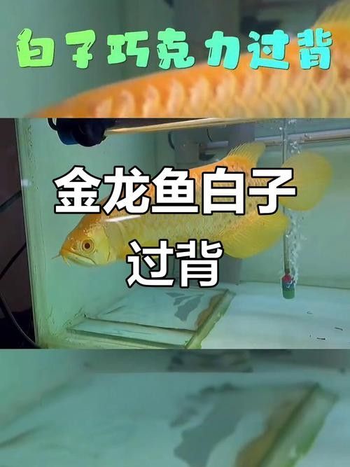 白金過背龍魚的市場價格是多少（過背龍魚，又稱“金龍”是一種在觀賞魚市場中非常受歡迎的魚類）