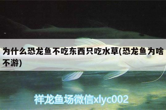 為什么恐龍魚不吃東西只吃水草(恐龍魚為啥不游)（為什么恐龍魚不吃東西只吃水草）