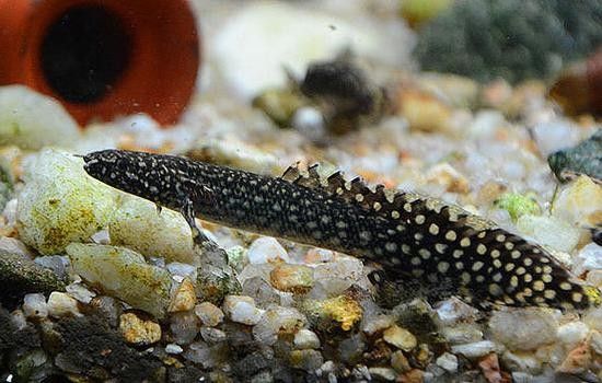大花恐龍魚的價格是多少（大花恐龍魚有哪些品種大花恐龍魚適合新手養(yǎng)嗎）