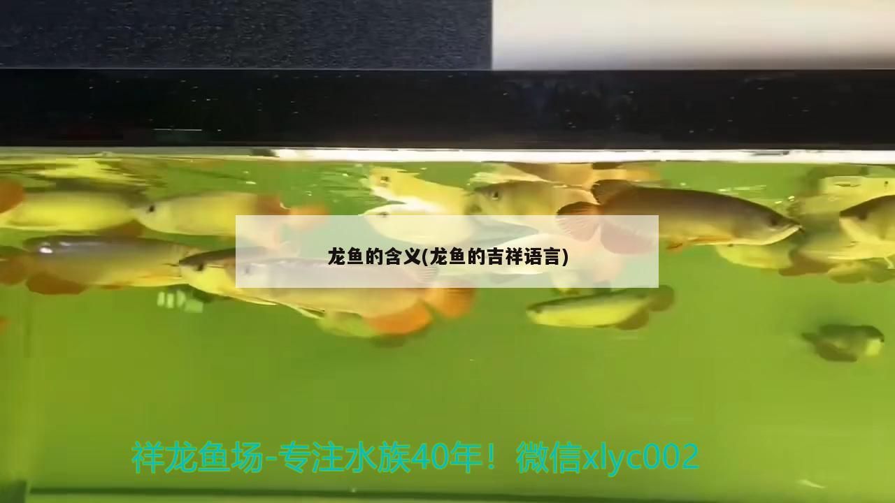 龍魚的含義(龍魚的吉祥語言)（龍魚的吉祥語言)，龍魚的含義的含義，龍魚的含義）