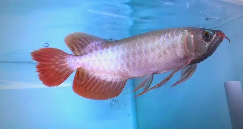 龍魚可以吃哪些水果（吃海鮮不能吃的水果）