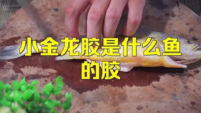 金龍魚膠產地是哪里（揭秘花膠中的滋補佳品）