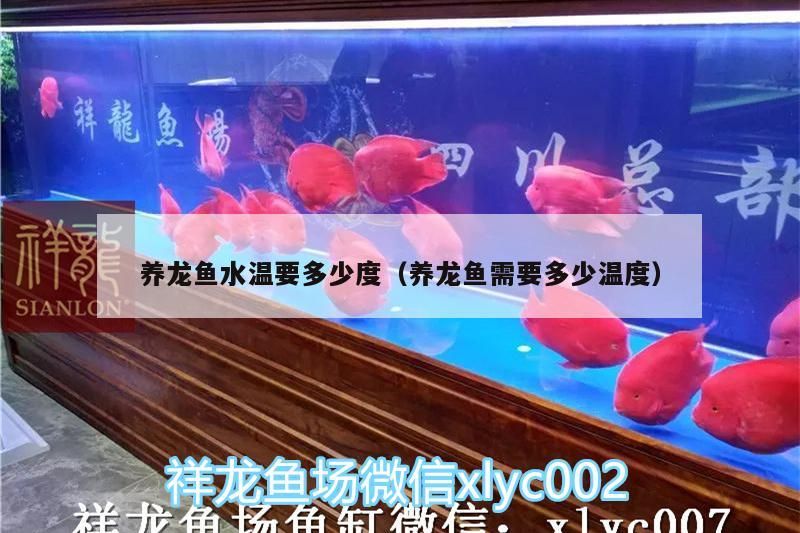 養龍魚水溫要多少度（養龍魚需要多少溫度）（養龍魚水溫要多少度）