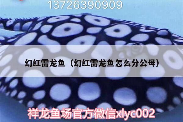 魚(yú)缸用增氧泵價(jià)格是多少:魚(yú)缸增氧機(jī)-xtrac增氧機(jī)-xtrac增氧機(jī) 幻紅雷龍魚(yú)(幻紅雷龍魚(yú)怎么分公母)(幻紅雷龍魚(yú)怎么分公母) 觀賞魚(yú)百科 幻紅雷龍魚(yú)(幻紅雷龍魚(yú)怎么分公母)(幻紅雷龍魚(yú)怎么分公母) 幻紅雷龍魚(yú)(幻紅雷龍魚(yú)怎么分公母)(幻紅雷龍魚(yú)怎么分公母) 觀賞魚(yú)百科