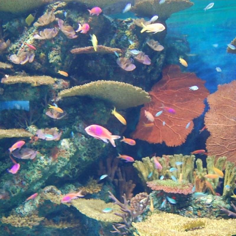 噶爾哪個水族館龍魚好？祥龍魚場龍魚（噶爾哪個水族館龍魚好）