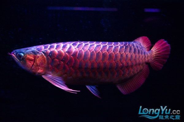 紅龍魚幼魚期需要多長時間（紅龍魚從幼魚到成魚需要多長時間）