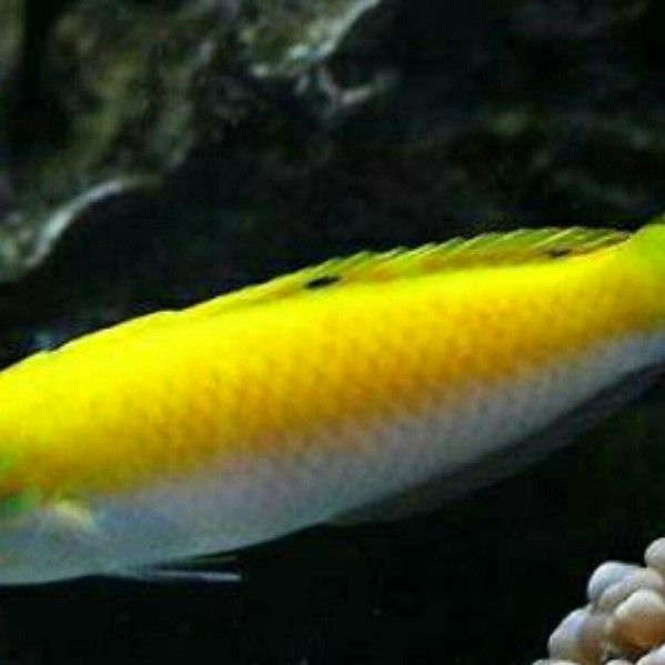 白龍魚能長多大（關(guān)于白龍魚的飼養(yǎng)注意事項黃子龍的飼養(yǎng)注意事項）