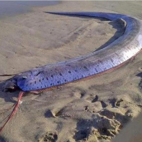 白龍魚能長多大（關(guān)于白龍魚的飼養(yǎng)注意事項黃子龍的飼養(yǎng)注意事項）