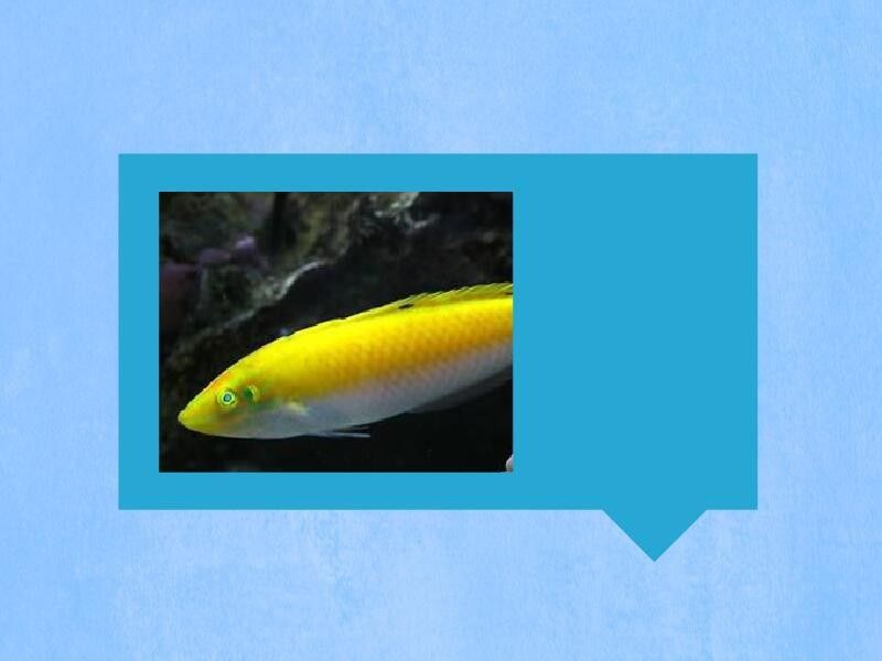 白龍魚能長多大（關(guān)于白龍魚的飼養(yǎng)注意事項黃子龍的飼養(yǎng)注意事項）