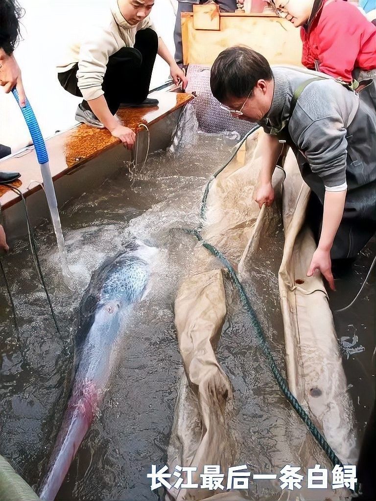 白龍魚能長多大（關(guān)于白龍魚的飼養(yǎng)注意事項黃子龍的飼養(yǎng)注意事項）