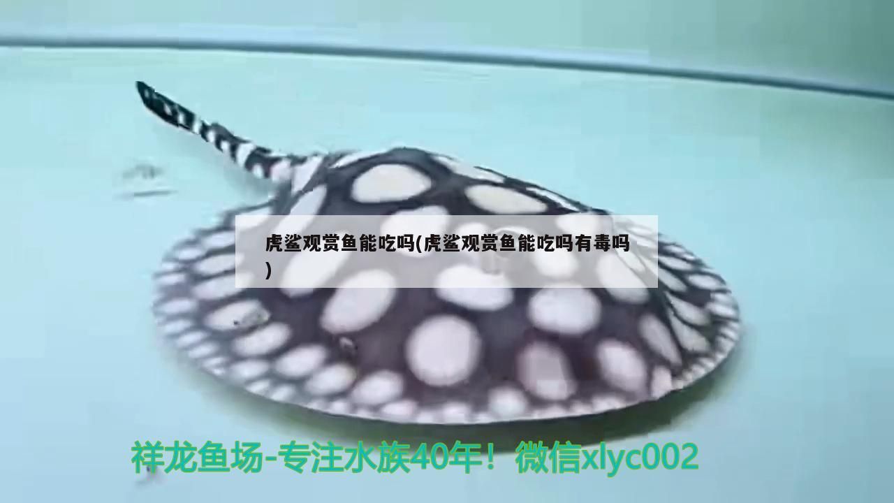 虎鯊觀賞魚能吃嗎(虎鯊觀賞魚能吃嗎有毒嗎)（虎鯊觀賞魚能不能吃？）