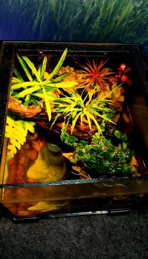 小火龍魚怎么養(yǎng)新手教程圖解（小火龍魚怎么養(yǎng)新手教程圖解小火龍魚飼養(yǎng)指南）