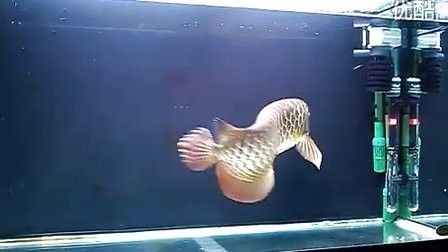 紅龍魚福龍視頻在哪里可以找到（如何在視頻平臺找到紅龍魚福龍？）