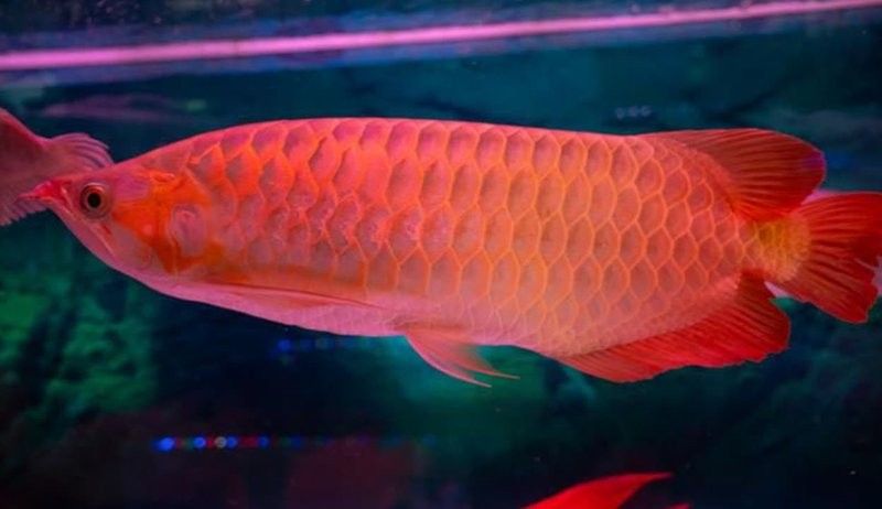 紅龍魚福龍視頻在哪里可以找到（如何在視頻平臺找到紅龍魚福龍？）