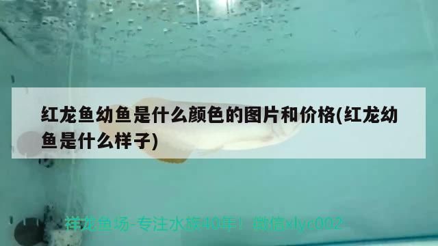 紅龍魚幼魚是什么顏色的圖片和價格(紅龍幼魚是什么樣子)（紅龍魚幼魚是什么顏色的圖片和價格）