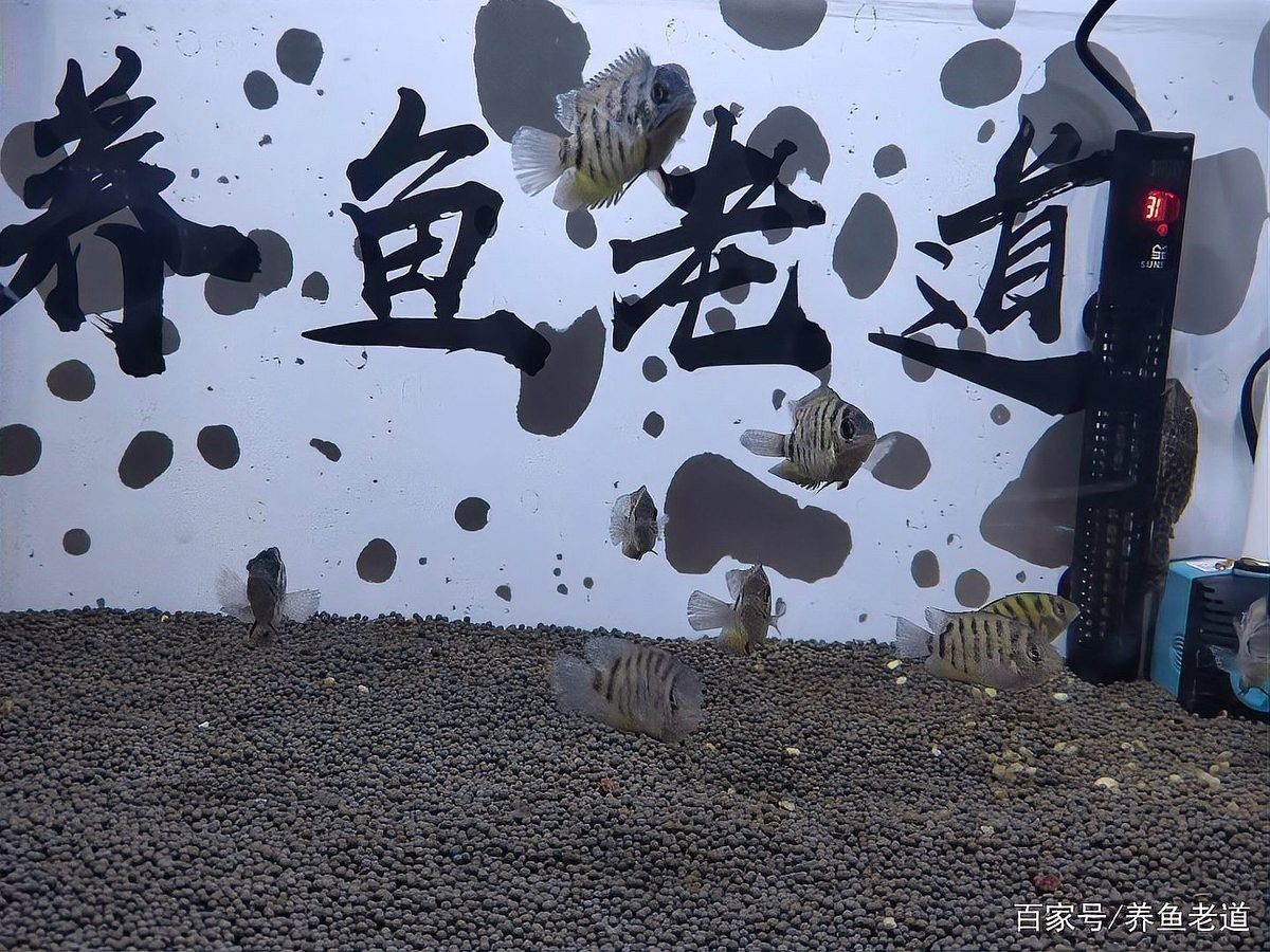 如何判斷龍魚的白點病是否好轉（如何判斷龍魚白點病是否好轉）