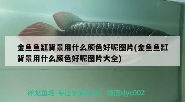 金龍魚畫家：金龍魚畫作的市場(chǎng)價(jià)格如何？（金龍魚畫作的市場(chǎng)價(jià)值）
