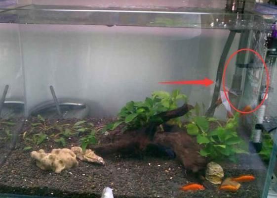 龍魚在一個地方不動怎么辦視頻（龍魚在一個地方不動怎么辦視頻講解）（如何解決龍魚在一個地方不動的問題）