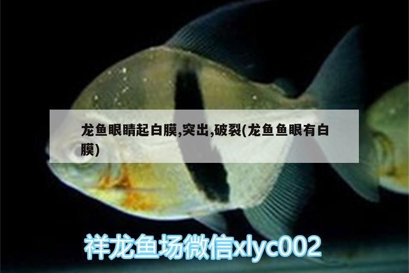 魚缸背景裝飾畫效果圖 魚缸背景設(shè)計(jì)圖片（魚缸背景裝飾畫效果圖）