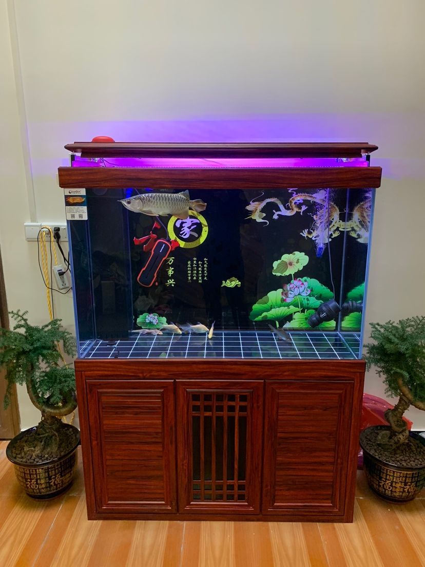 新開缸闖缸龍魚掉顏色（新開缸闖缸龍魚掉顏色的現象，并分析了可能的原因）